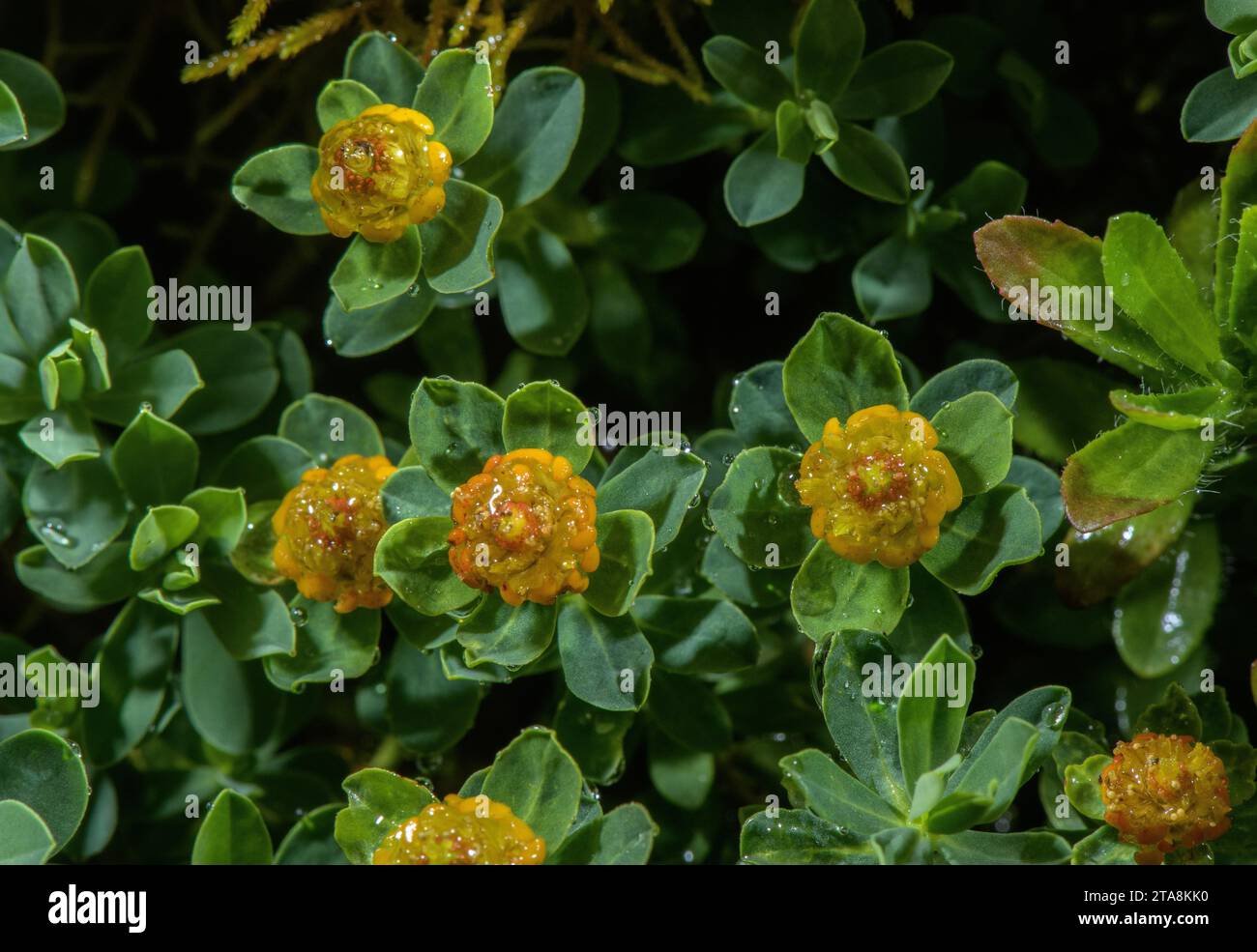 A dwarf Spurge, Euphorbia capitulata, in flower; from the Balkans. Stock Photo