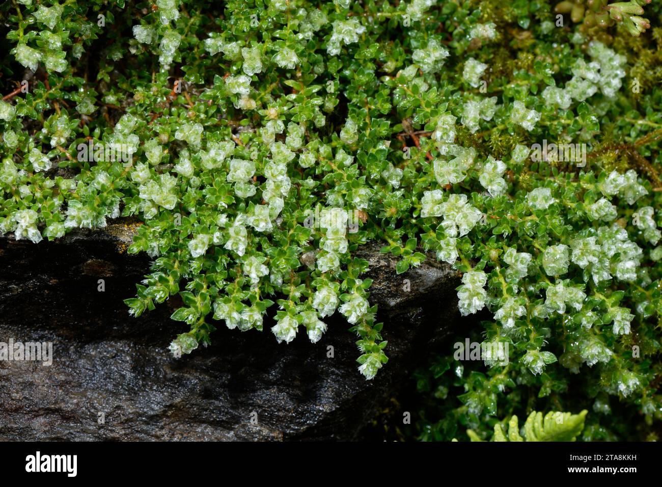 Creeping Nailwort, Paronychia kapela, in flower in the Alps. Stock Photo