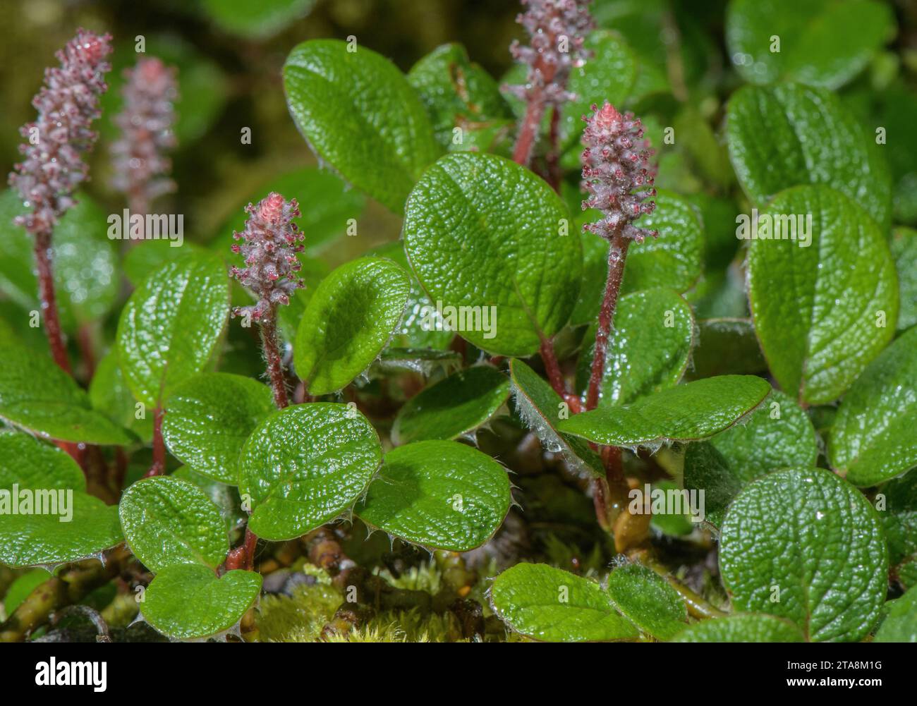 Net-leaved willow, Salix reticulata, female plant in flower. Northern Europe. Stock Photo