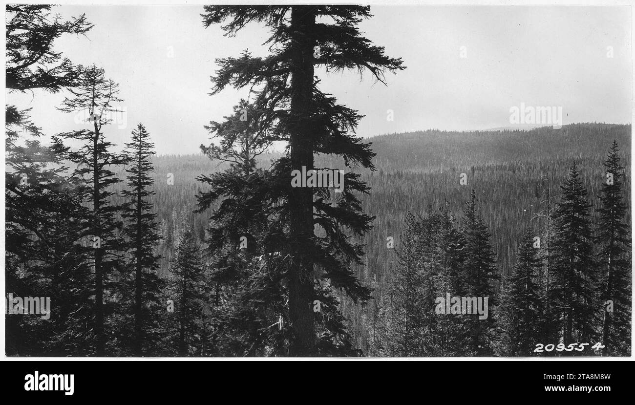 View looks south 45 degrees across lodgepole pile flats to fir ridge
