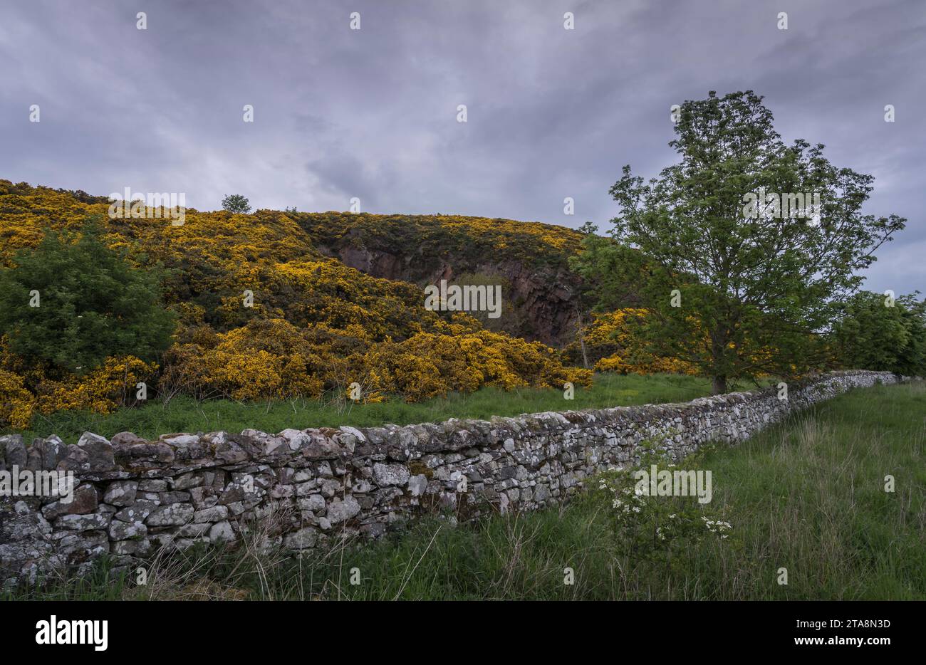 Landscape in the scottish borders near the viewpoint scotts view. Stock Photo
