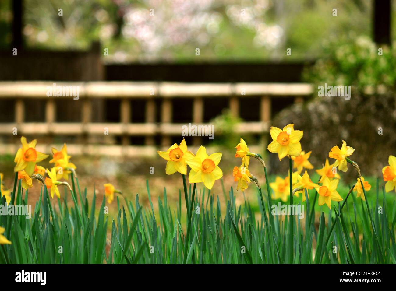 Beautiful scenery of japan Yellow flowers of daffodils blooming in a