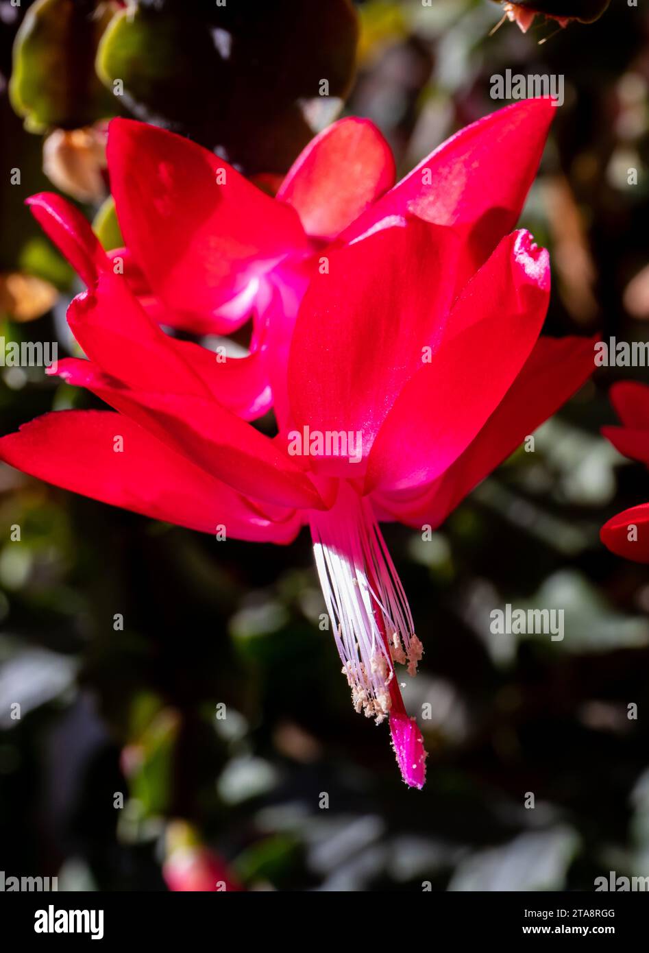 Bright sunshine illuminates a blooming red Christmas cactus flower Stock Photo