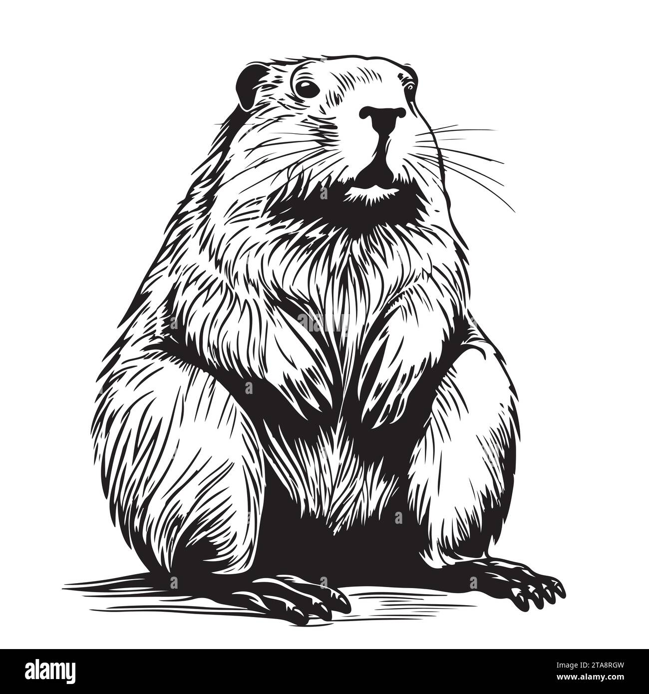 Beaver rodent mammal. Scratch board imitation. Black and white hand drawn image. Engraving vector illustration Stock Vector