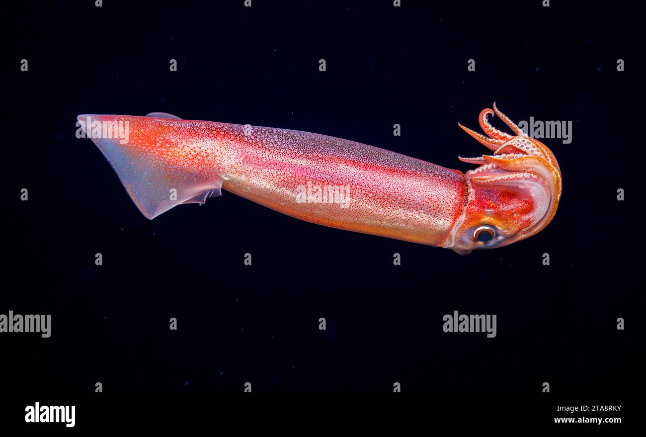 The purpleback flying squid or purpleback squid, Sthenoteuthis oualaniensis, is a species of cephalopod occurring in the Indo-Pacific. It is considere Stock Photo