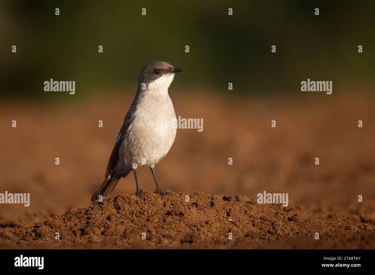 A solitary close up of a Fiscal flycatcher Sigelus silens in profile on the ground in a game reserve in South Africa Stock Photo