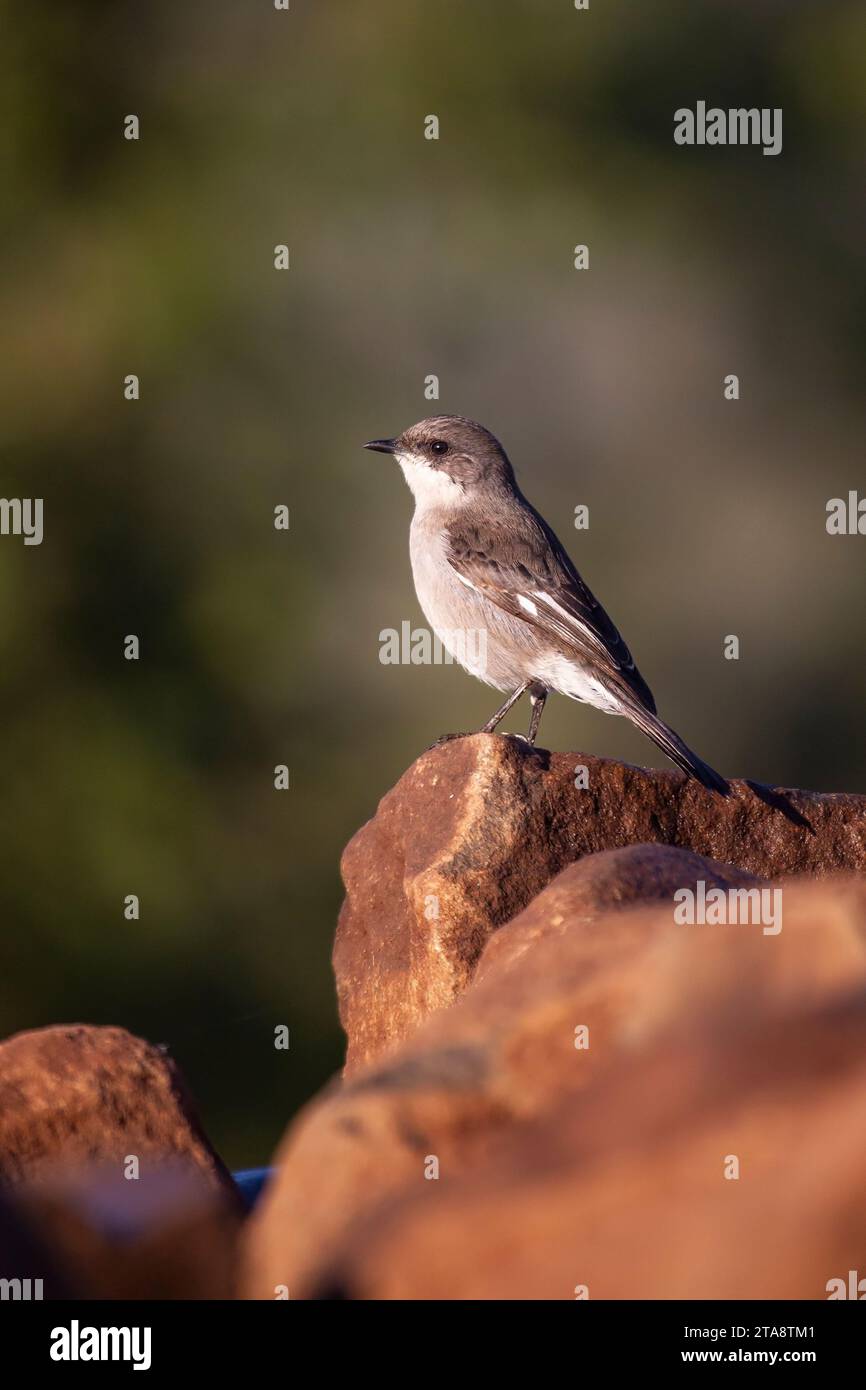 A solitary Fiscal flycatcher Sigelus silens in profile perching on a rock in a game reserve in South Africa Stock Photo