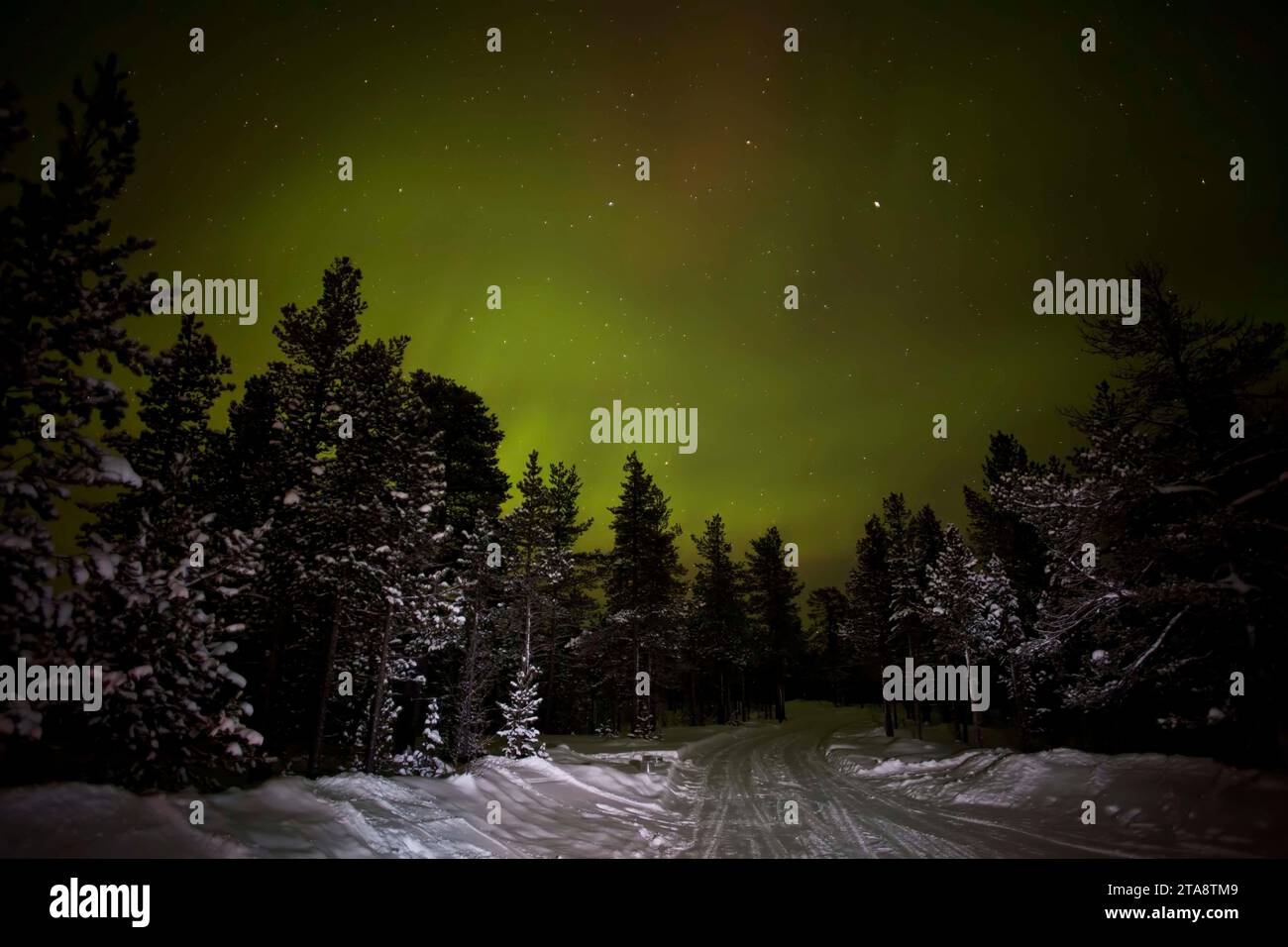 The Northern Lights scenic picture aurora borealis with winter snow and conifer trees taken in Ivalo in Finnish Lapland Stock Photo