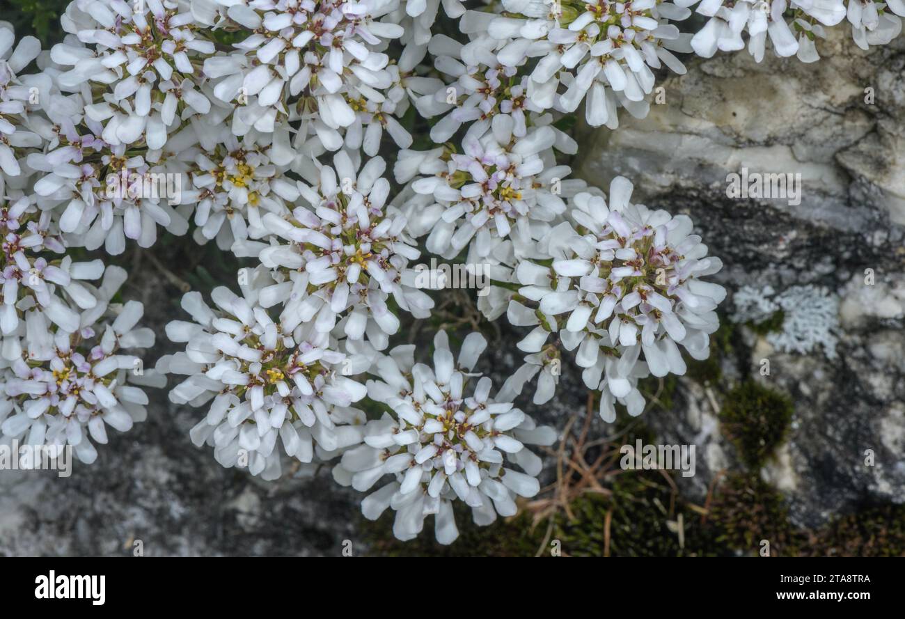 Alpine candytuft, Iberis saxatilis in flower in the Swiss Alps. Stock Photo