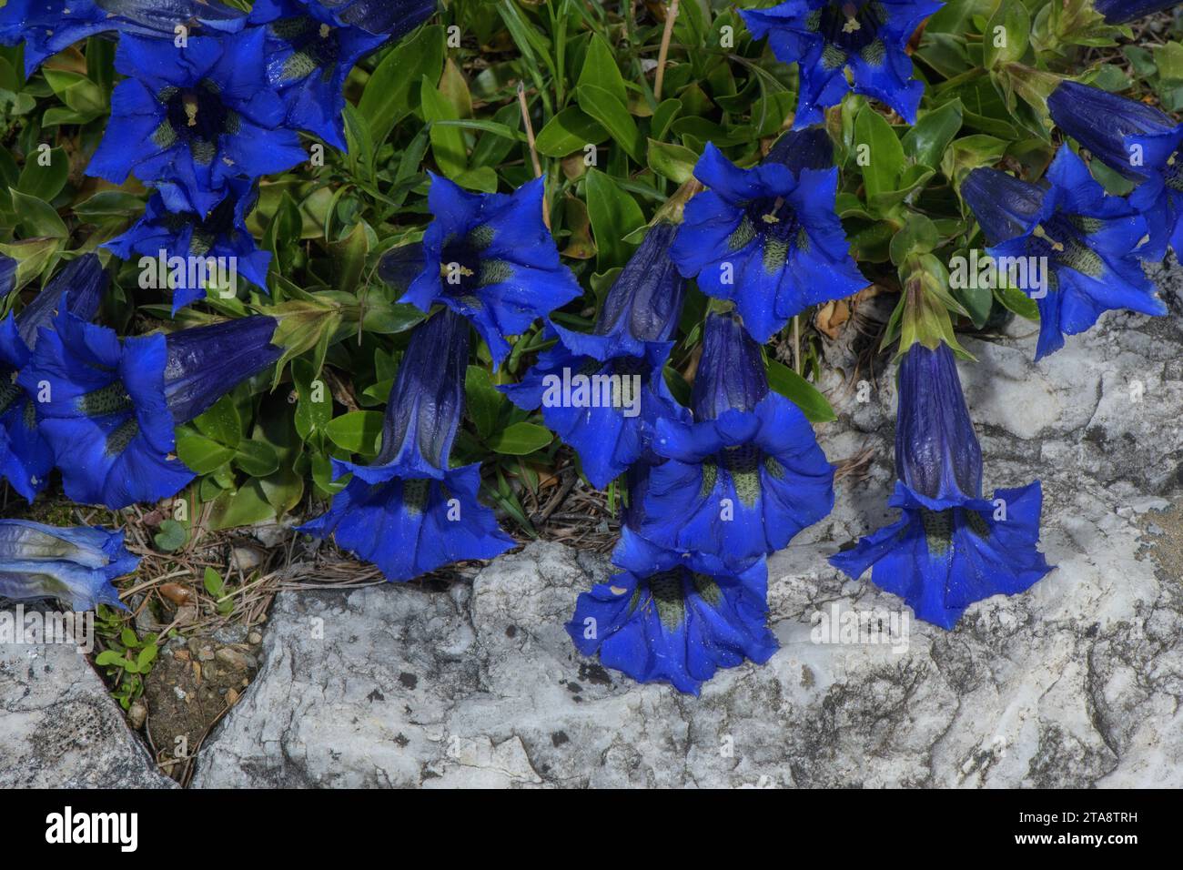 Appennine Trumpet Gentian, Gentiana dinarica, in flower in the Apennines. Stock Photo