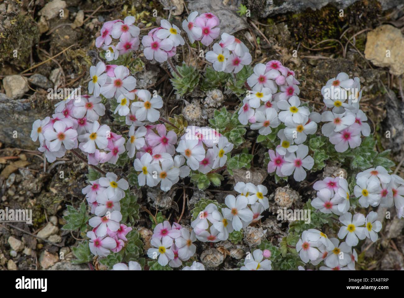 Hairy rock-jasmine, Androsace villosa, in flower in the Apennines. Stock Photo