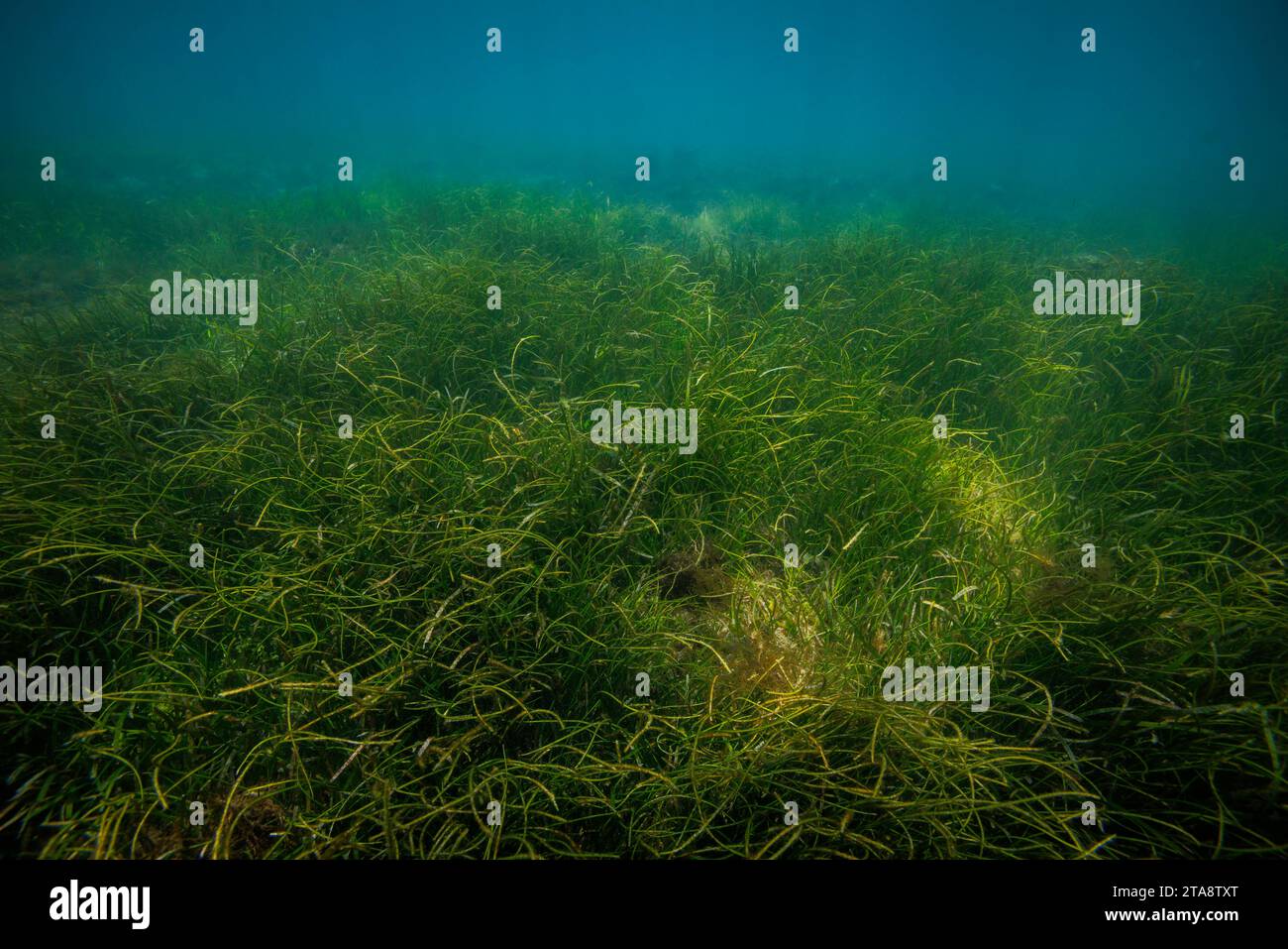 Dugongs are often seen feeding on this bed of seagrass off the coast of Baucau, The Democratic Republic of Timor-Leste. Stock Photo