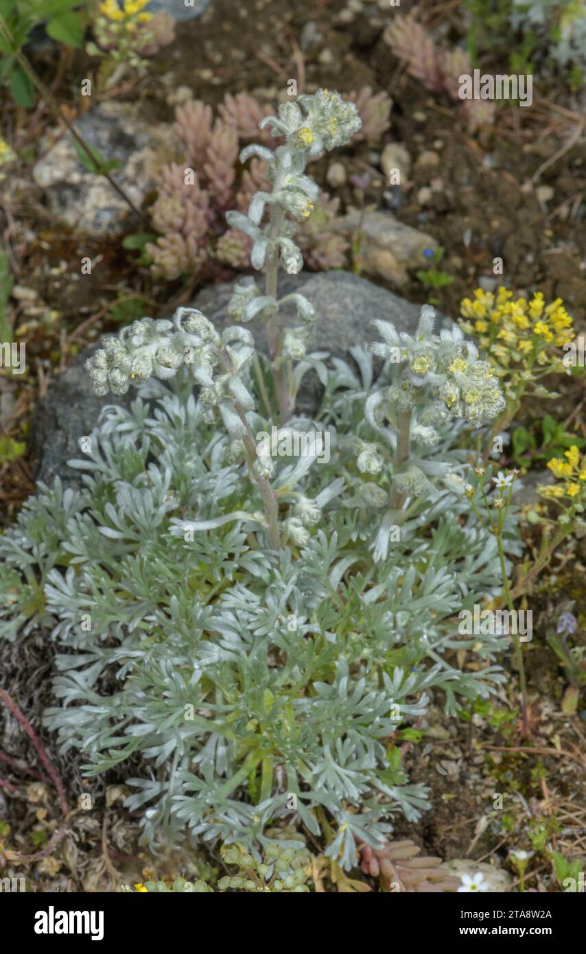 Digitate Leaved Wormwood, Artemisia eriantha, in flower in the high Alps. Stock Photo