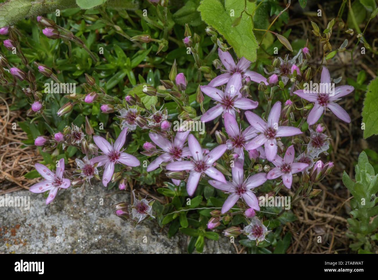 Pink sandwort, Arenaria purpurascens, in flower in the Pyrenees. Stock Photo