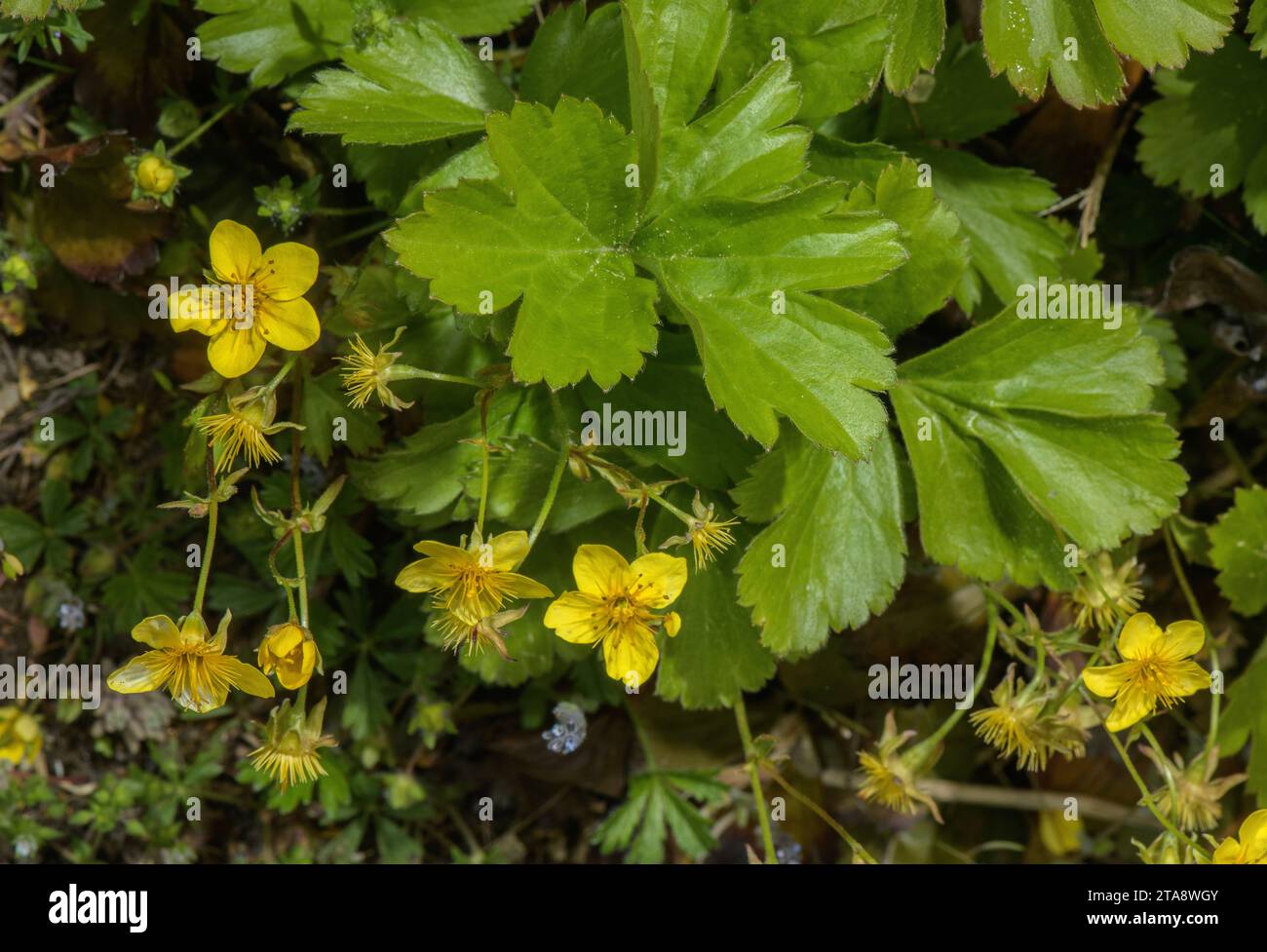 Appalachian Barren Strawberry, Waldsteinia fragarioides, in flower in woodland, North America Stock Photo