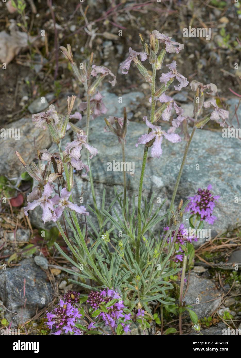 Valais Stock, Matthiola valesiaca, in flower in the Italian Alps. Stock Photo
