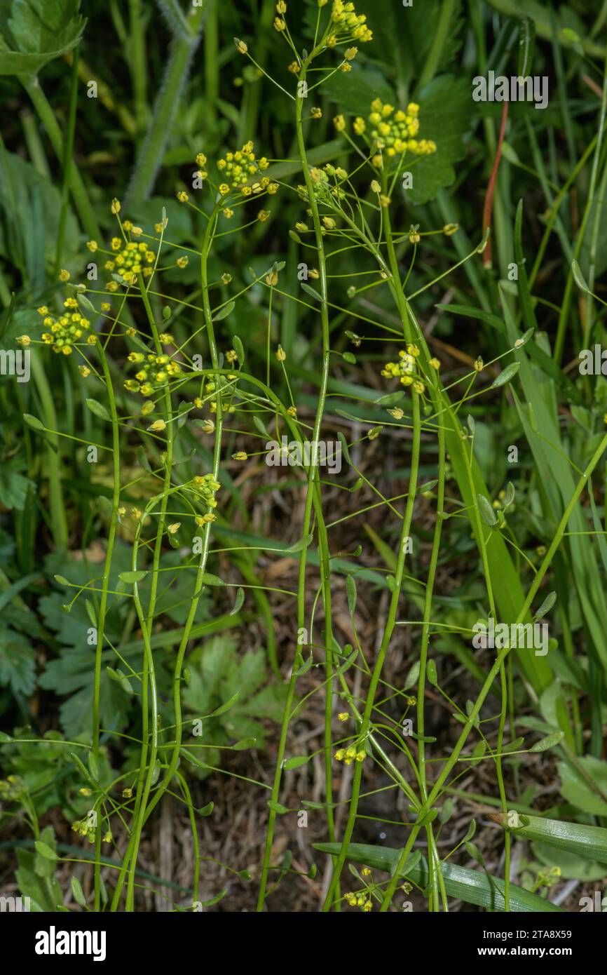 Yellow Whitlow-grass, Draba nemorosa, in flower and fruit in light woodland, Italian Alps. Stock Photo