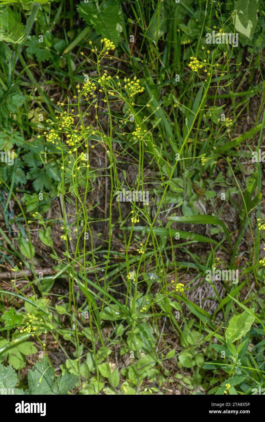 Wood Whitlow Grass Hi-res Stock Photography And Images - Alamy