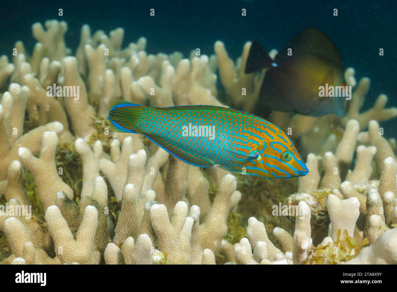 The chain-lined wrasse, Halichoeres leucurus, is also referred to as a striped wrasse, Yap, Micronesia. Stock Photo