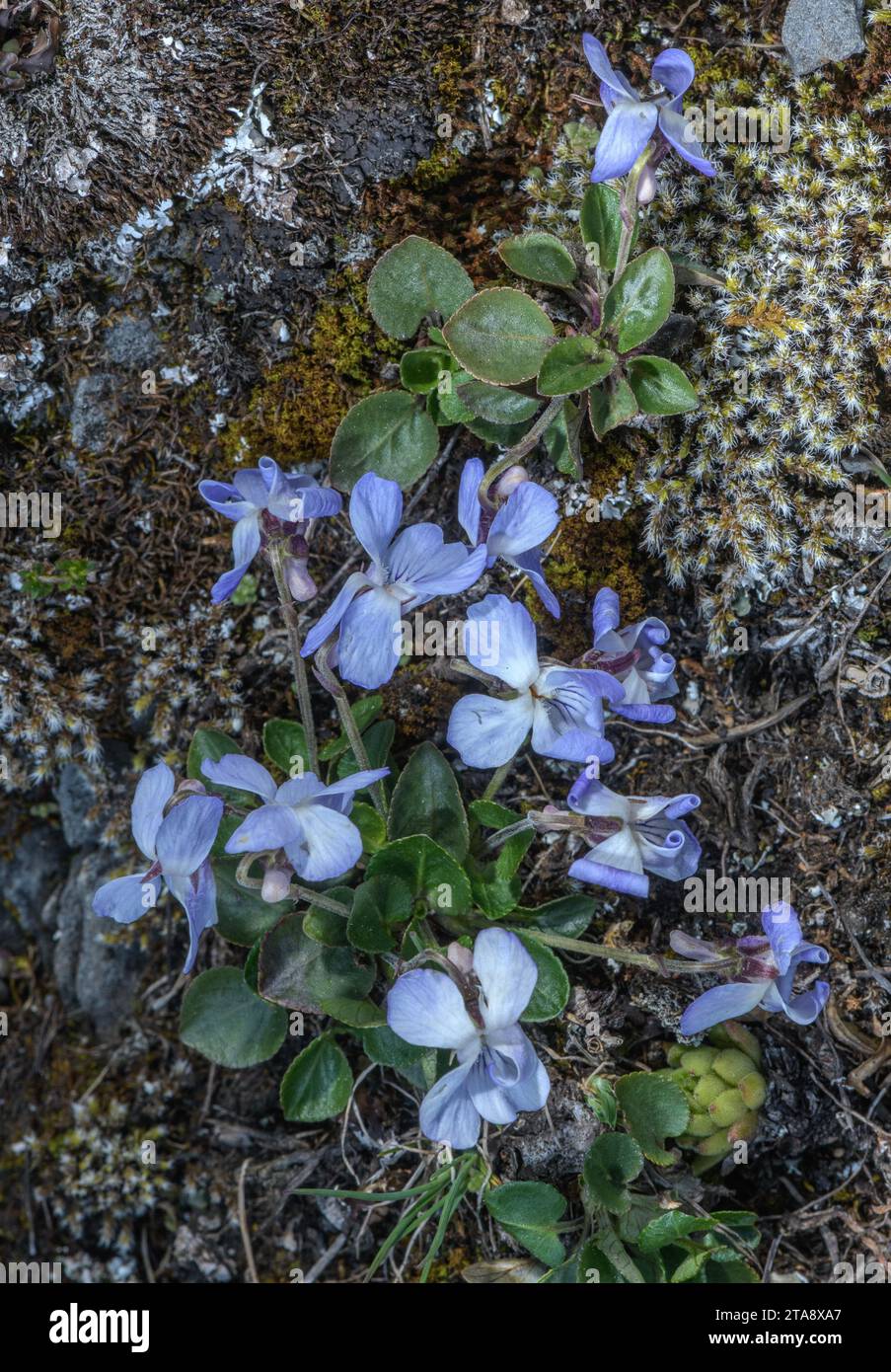 Teesdale Violet, Viola rupestris, in flower in the Swiss Alps. Stock Photo