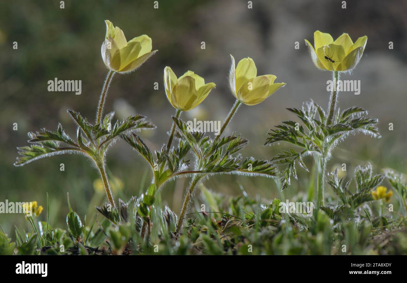 Alpine Pasqueflower, Pulsatilla alpina ssp apiifolia, in its yellow form. Swiss Alps. Stock Photo
