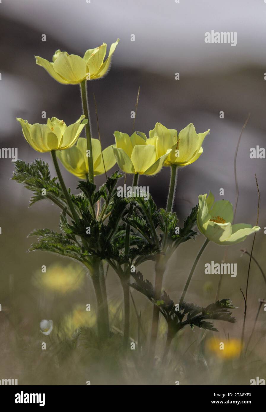 Alpine Pasqueflower, Pulsatilla alpina ssp apiifolia, in its yellow form. Swiss Alps. Stock Photo