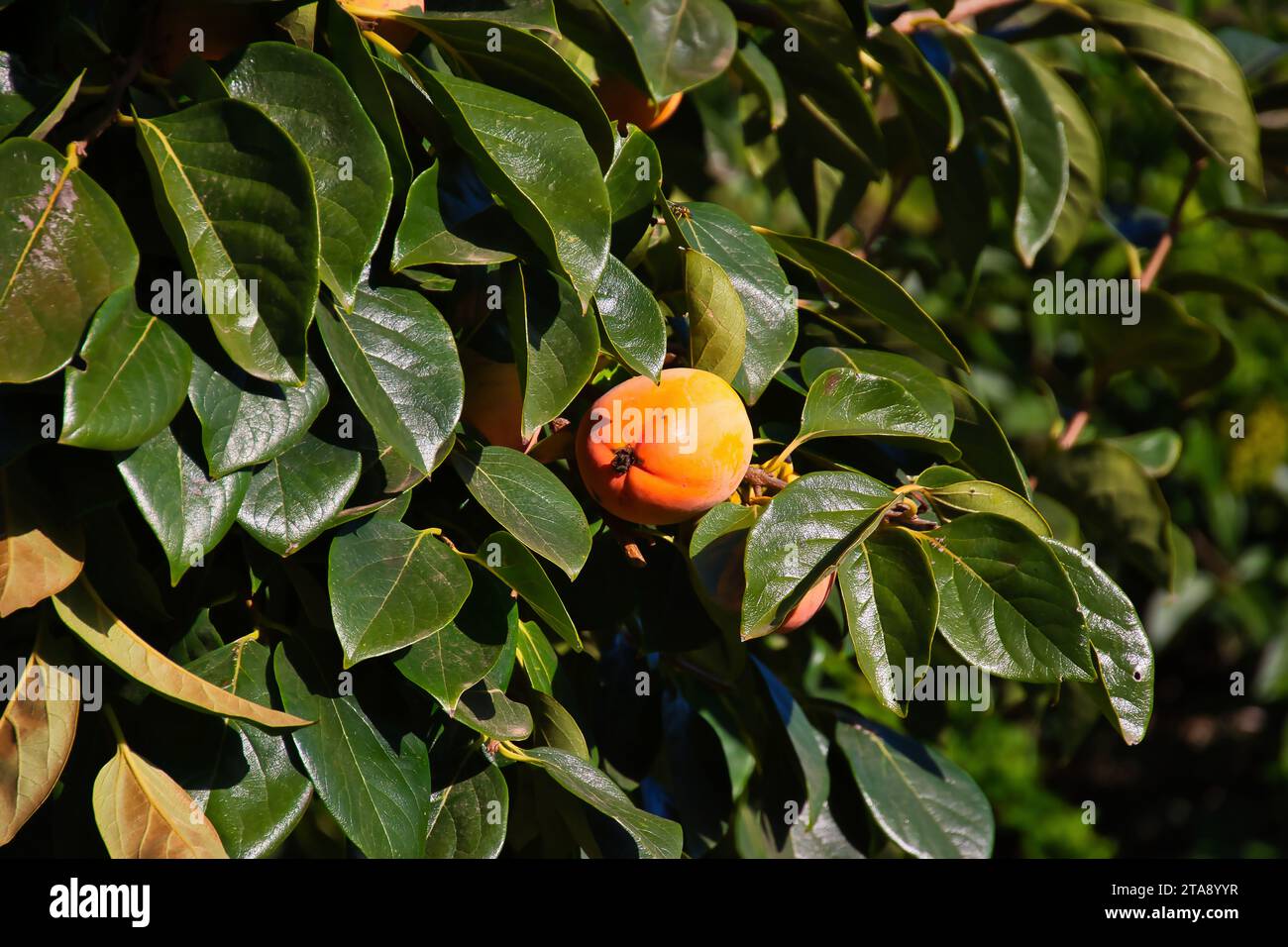 Exoten im garten hires stock photography and images Alamy