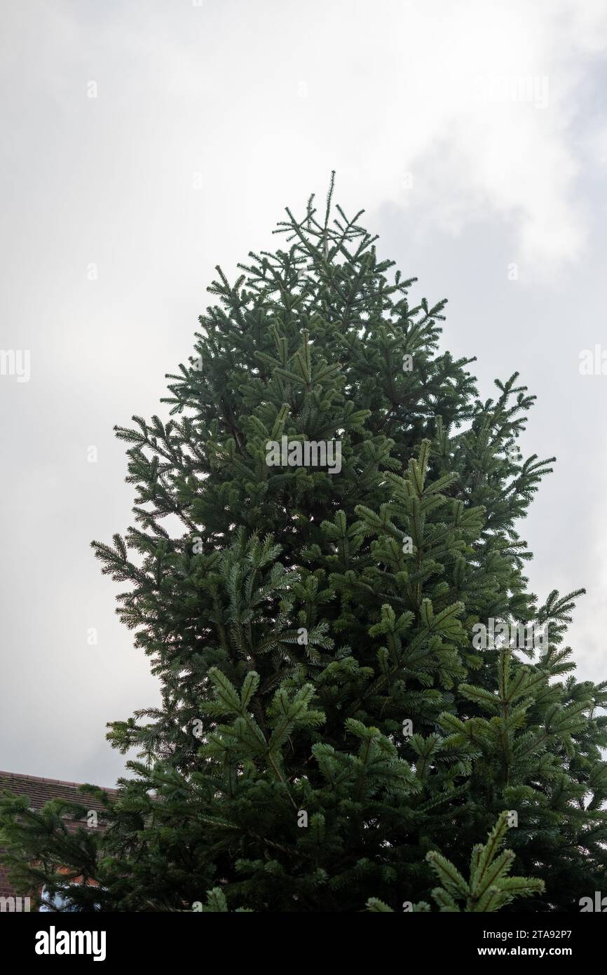 Wallingford's Christmas tree arrives in the square, for the Christmas