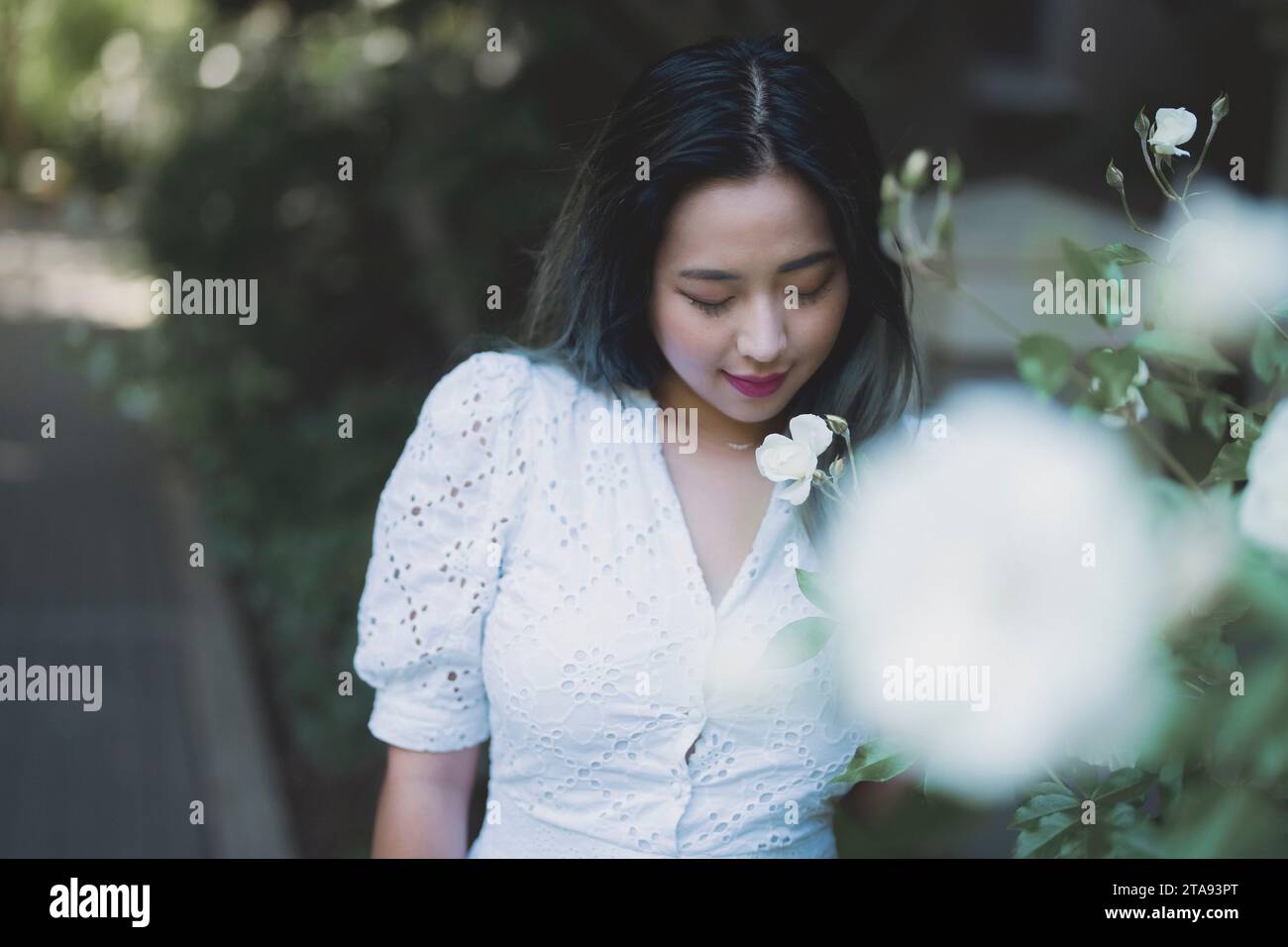 Close Up Beautiful  Young Asian Woman Smelling White Rose Muted Colors Stock Photo
