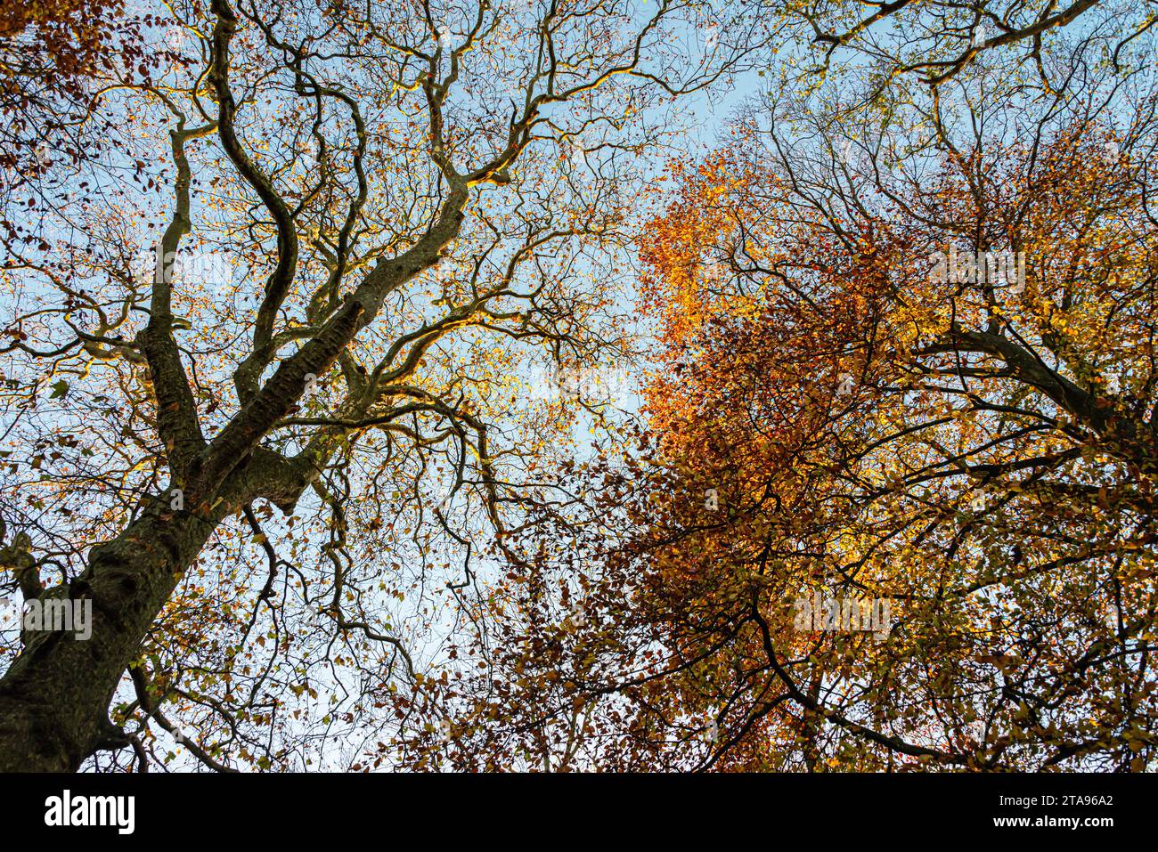 Beech trees branches leaves hi-res stock photography and images - Alamy