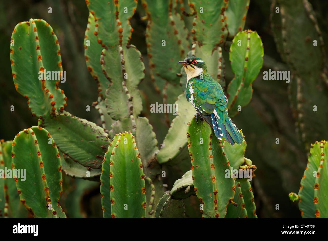 Diederik cuckoo - Chrysococcyx caprius, formerly dideric or didric cuckoo, bird in the Cuculiformes, glossy green small bird on the green cactus in af Stock Photo