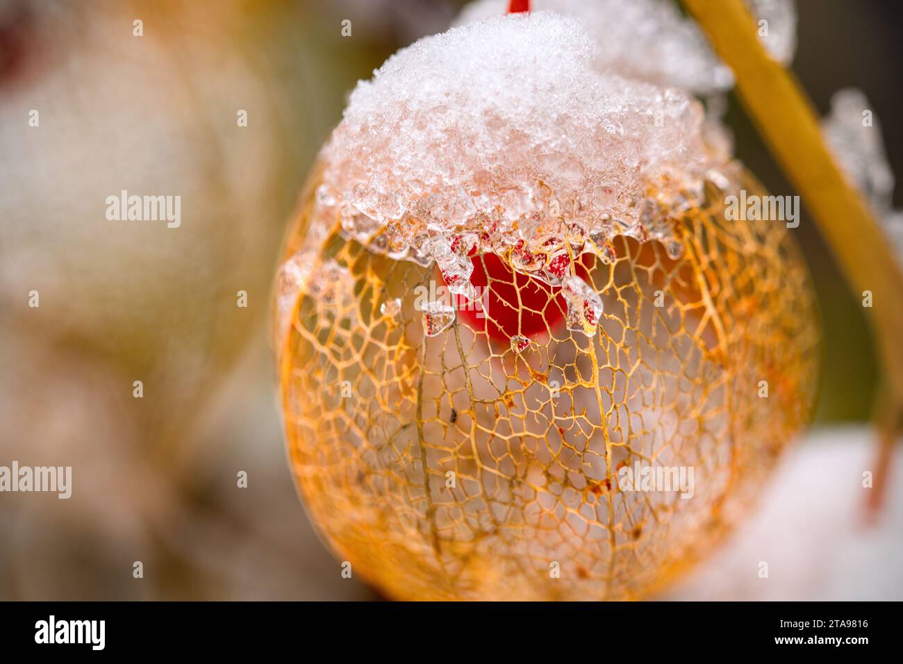 Chinese lampion physalis hi-res stock photography and images - Alamy