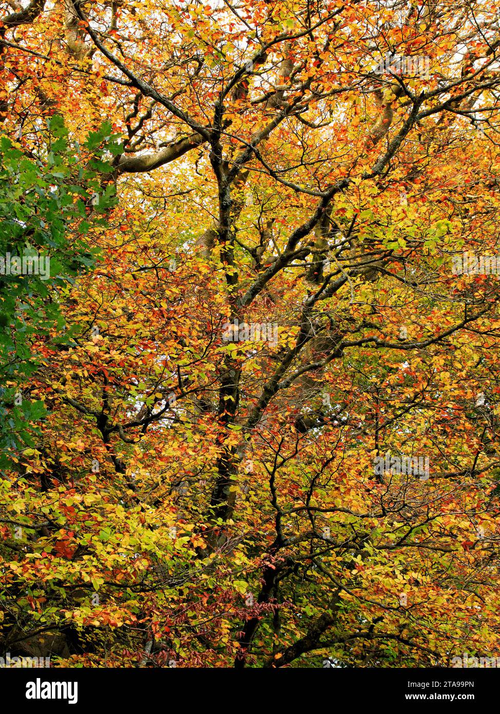 An abstract view of a tree, revealing autumn colours and the random pattern of nature, in portrait format Stock Photo