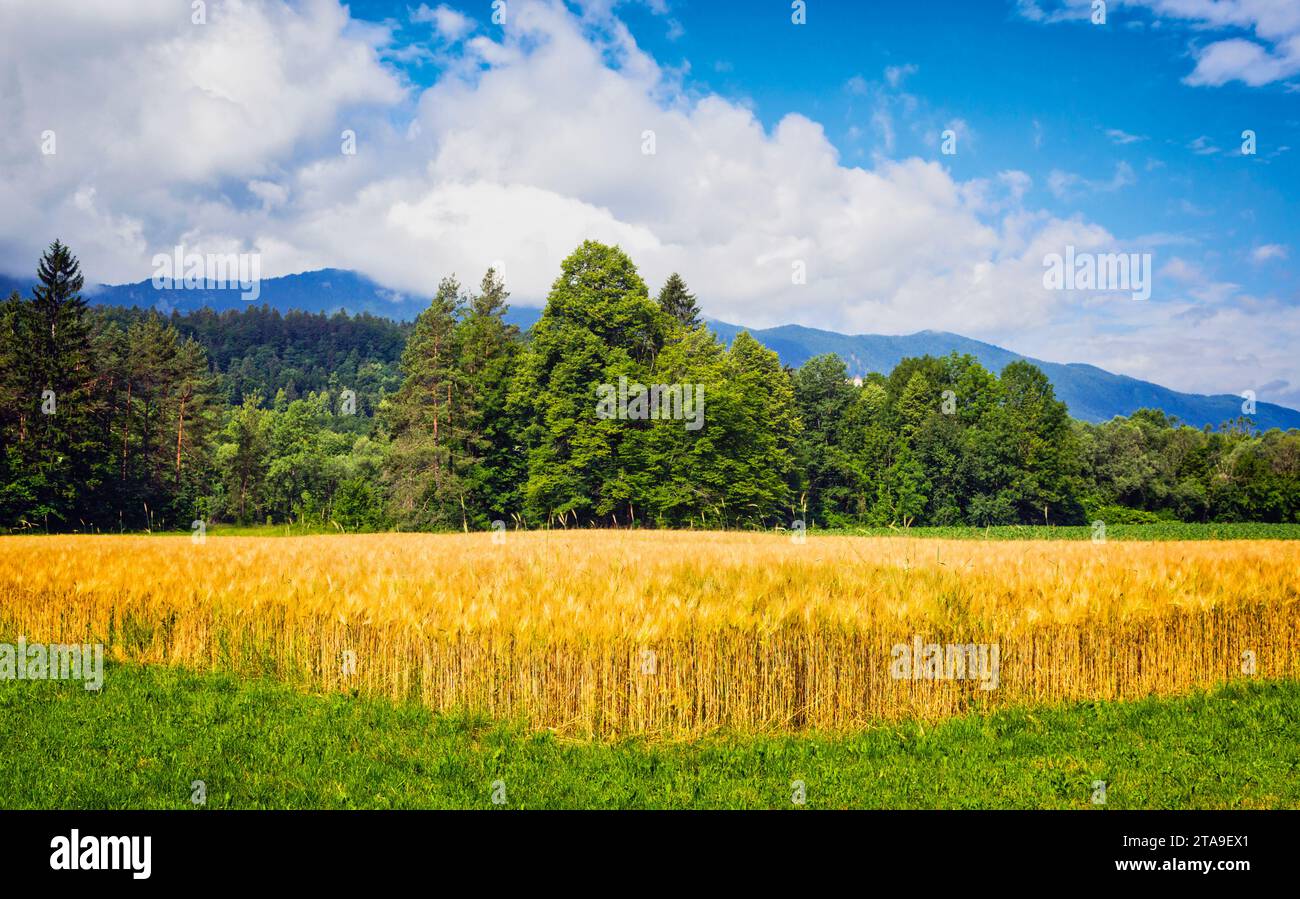 Wheat field near Podnart, Upper Carniola, Slovenia Stock Photo