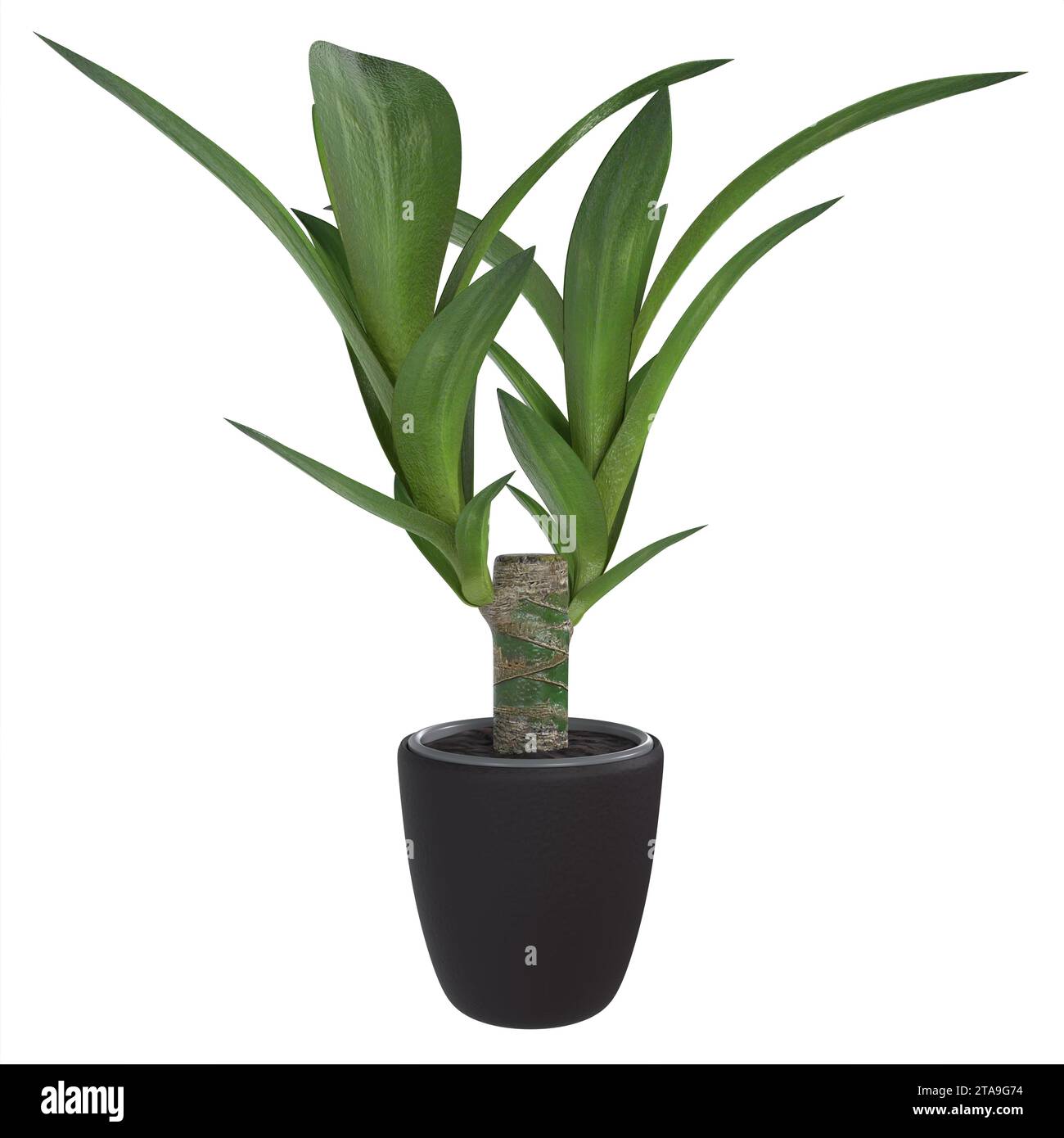 Plant isolated on white background Stock Photo