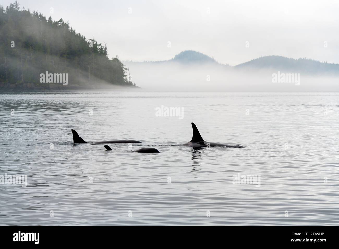Three Orca (Orcinus orca) on whale watching tour, Telegraph Cove, Vancouver Island, British Columbia, Canada. Stock Photo