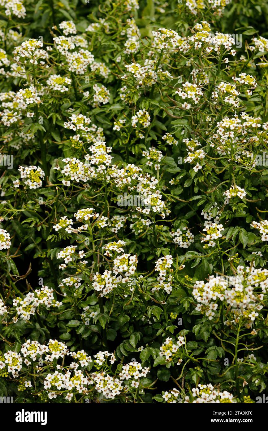 Nasturtium officinale 'Watercress' Stock Photo