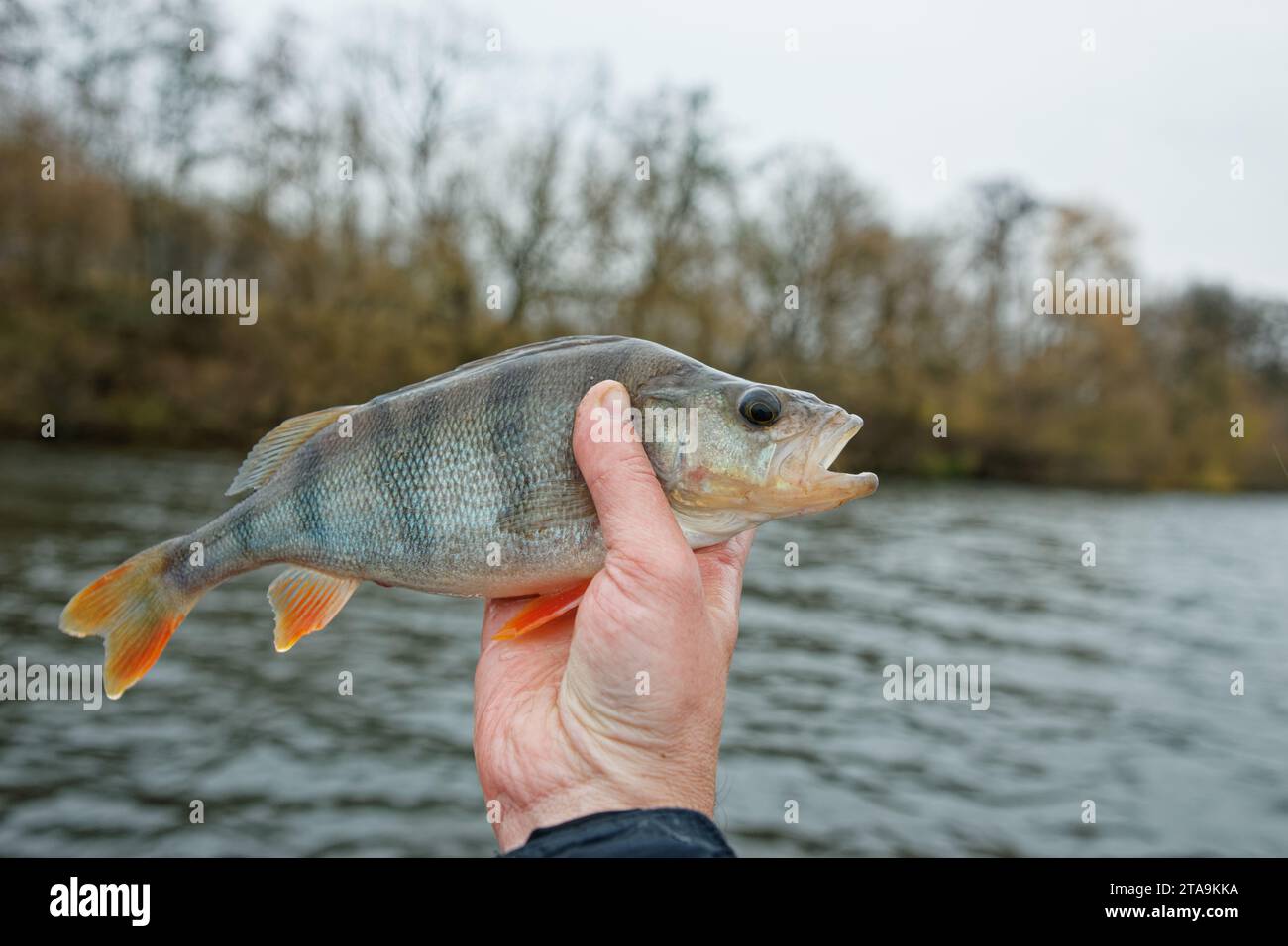 A perch fish with a silicone bait in its mouth Stock Photo - Alamy