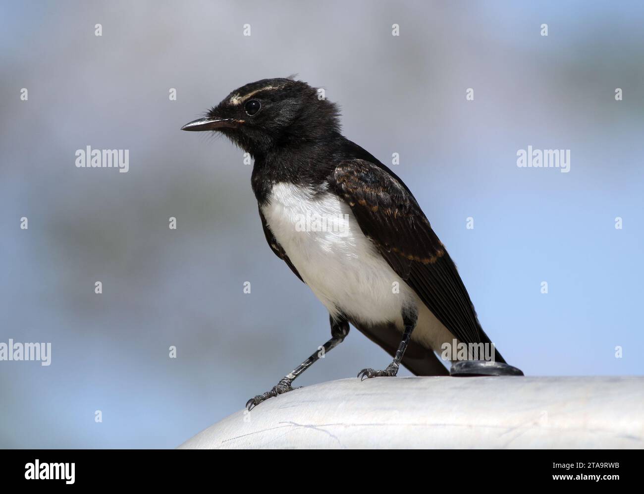 Close up portrait of a willie wagtail in a park in Australia Stock Photo