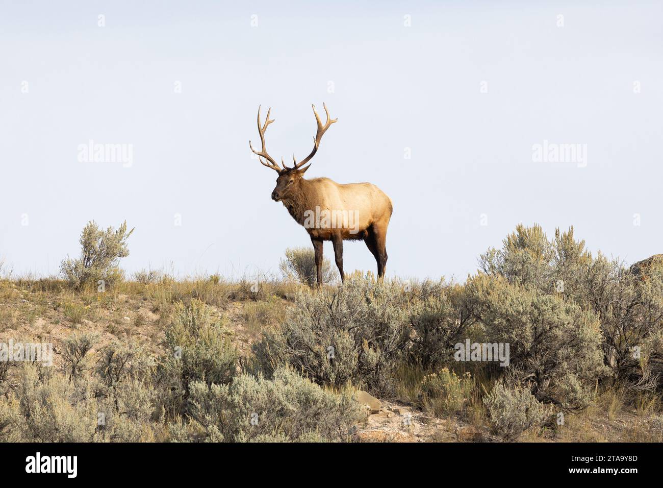 Majestic bull elk in Yellowstone national Park Stock Photo