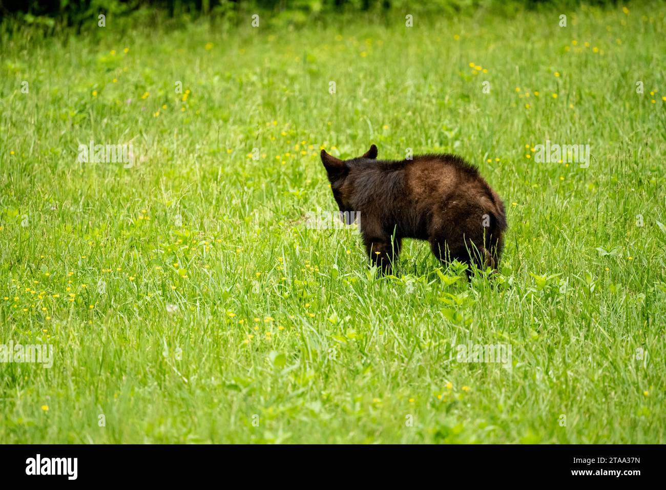 Young Black Bear Stands In Grassy Field in Great Smoky Mountains National Park Stock Photo