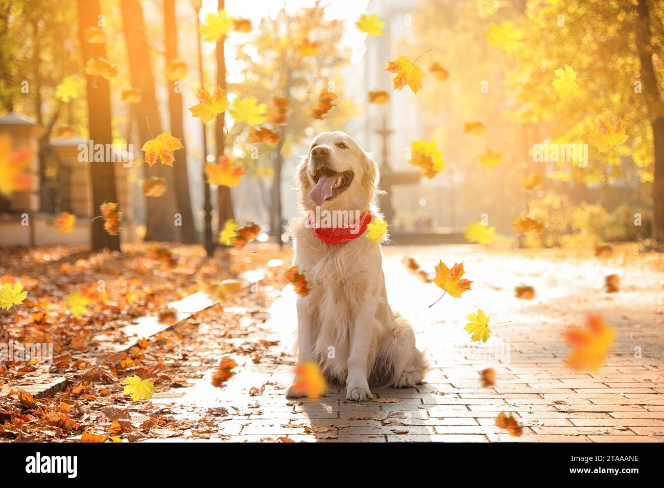 Cute Golden Retriever dog under falling leaves in park. Autumn walk ...