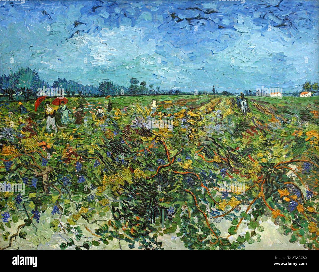 Vincent Van Gogh - The Green Vineyard (1888 Stock Photo - Alamy