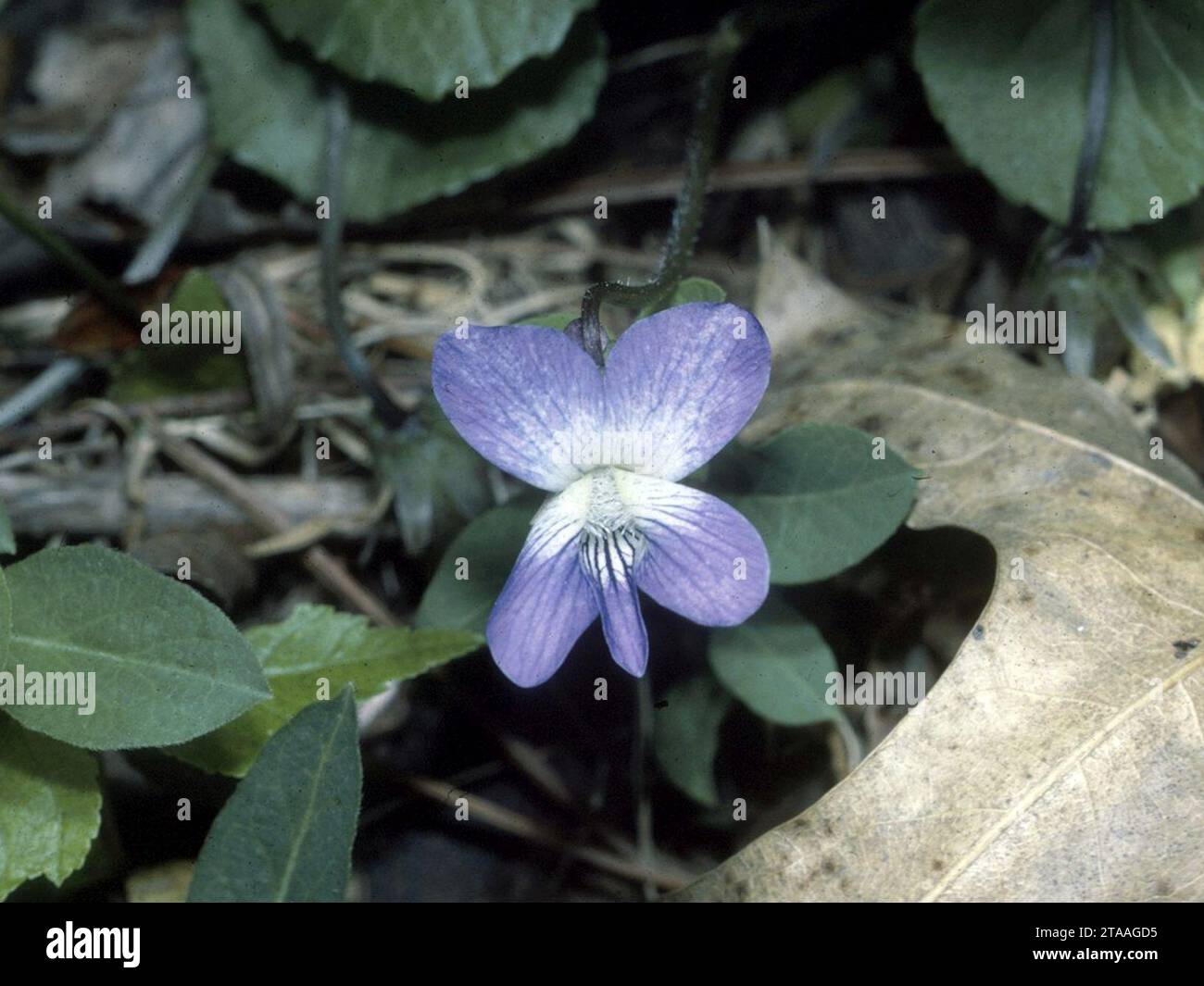 Viola cucullata NRCS-1. Stock Photo