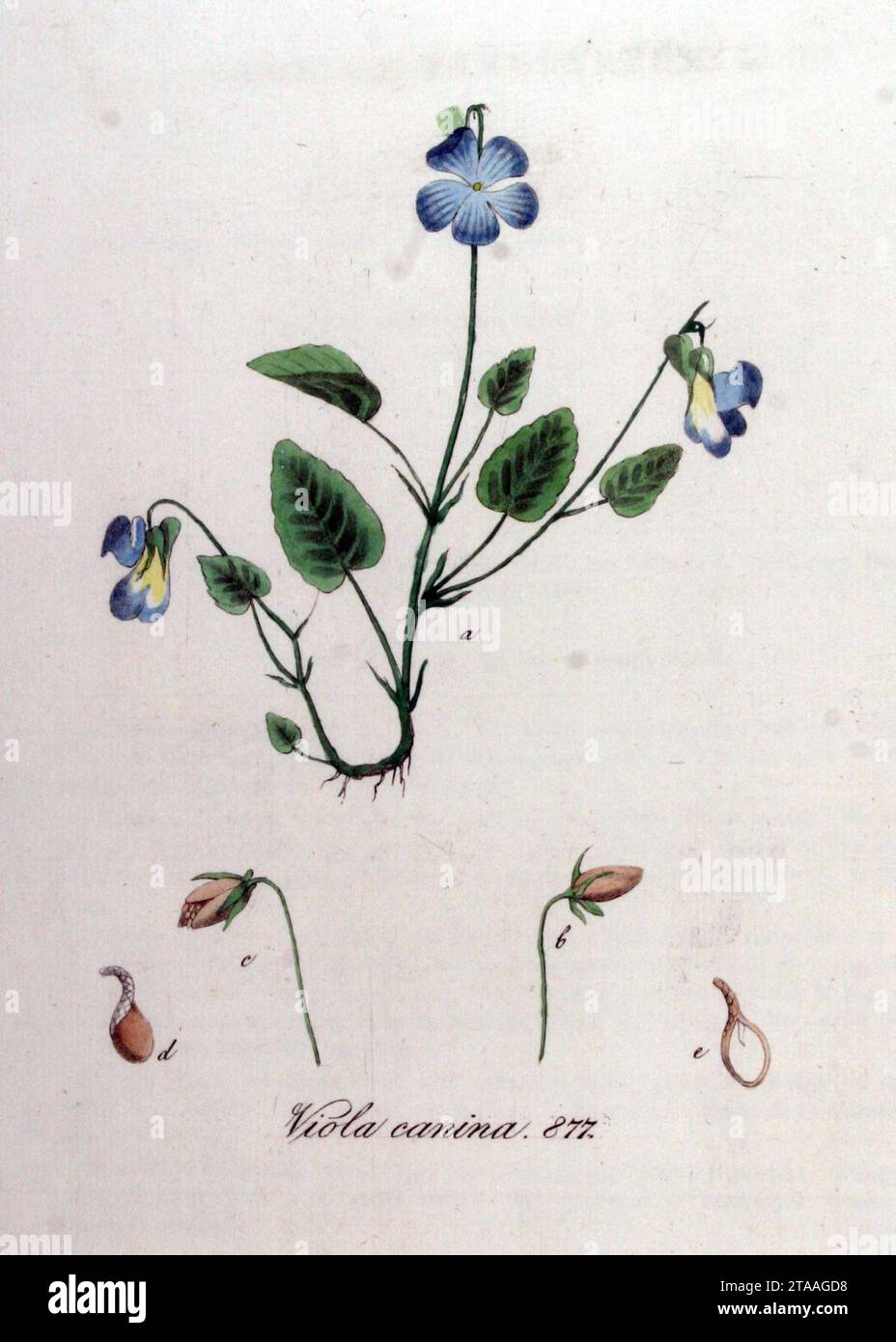 Viola canina — Flora Batava — Volume v11. Stock Photo