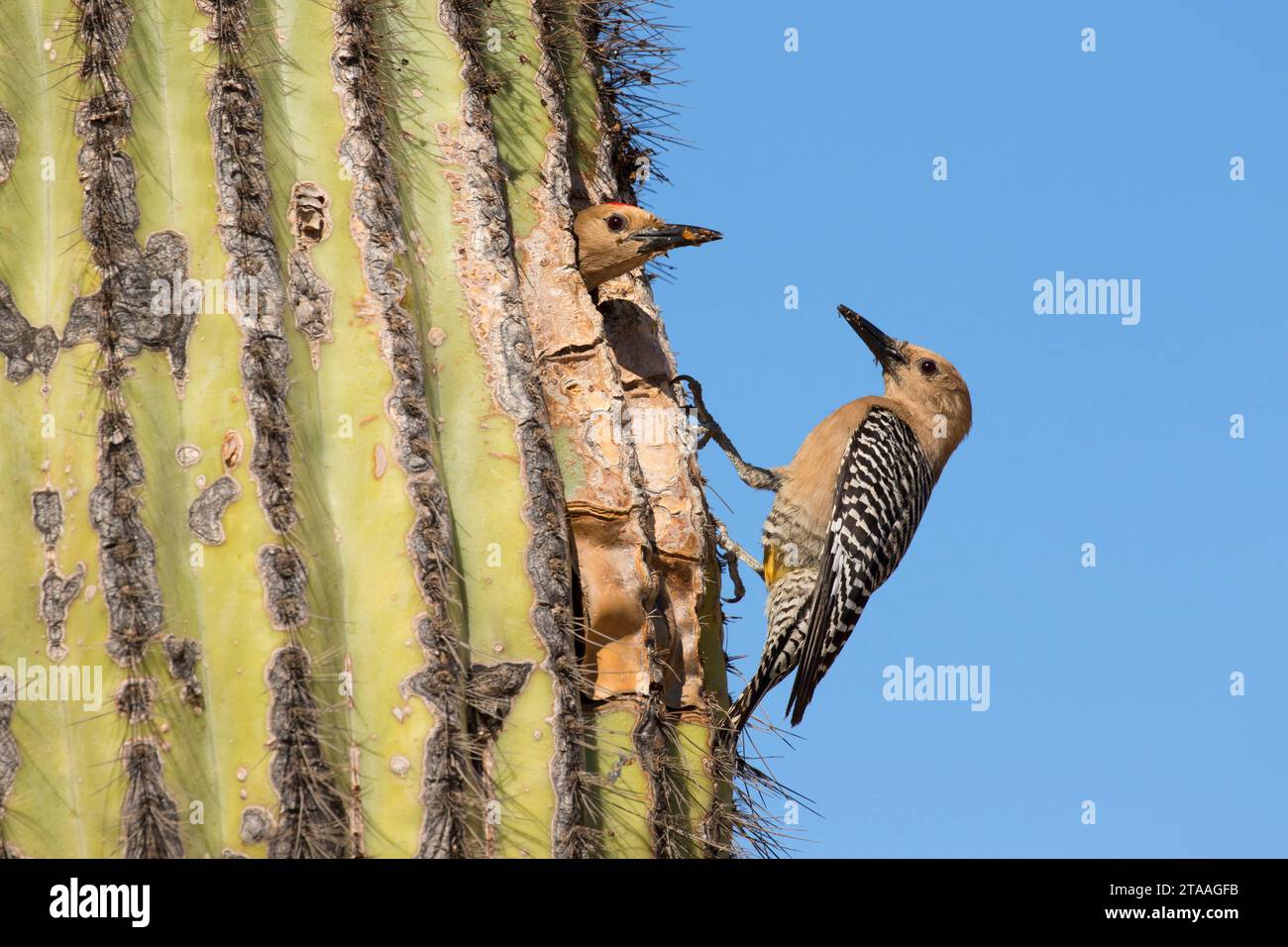 Flicker at nest hole in saguaro, Riparian Preserve at Water Ranch, Gilbert, Arizona Stock Photo