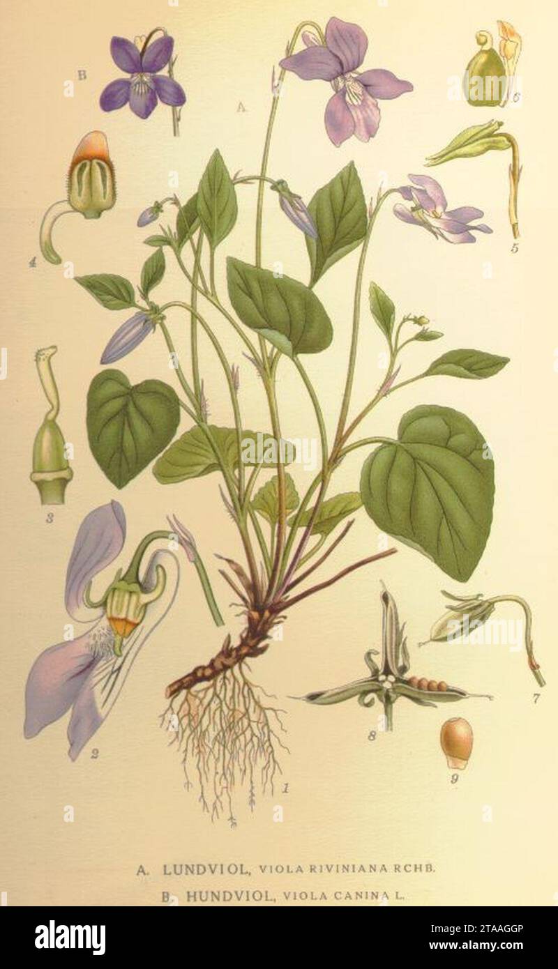 Viola riviniana and canina. Stock Photo