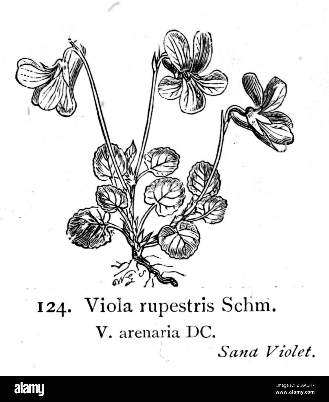 Viola rupestris lllustration (01). Stock Photo