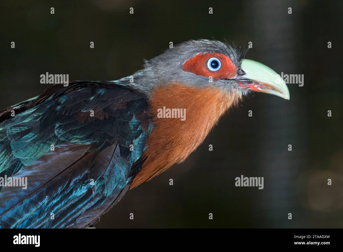 Chestnutbreasted malkoha (Phaenicophaeus curvirostris), Phoenix Zoo