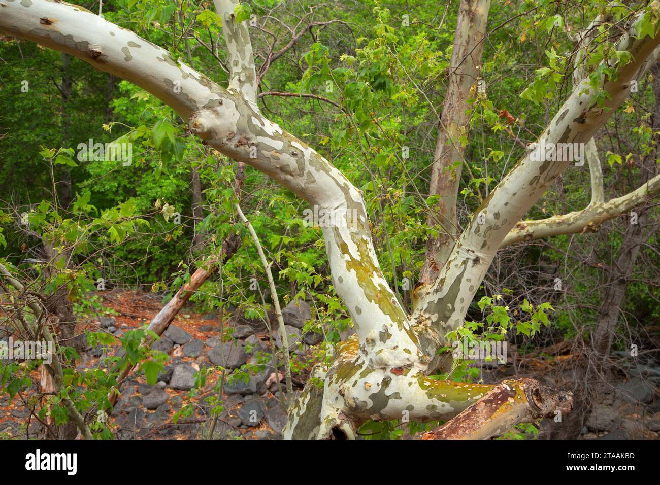 Arizona sycamore in Oak Creek Canyon along Huckaby Trail, Coconino National Forest, Arizona Stock Photo